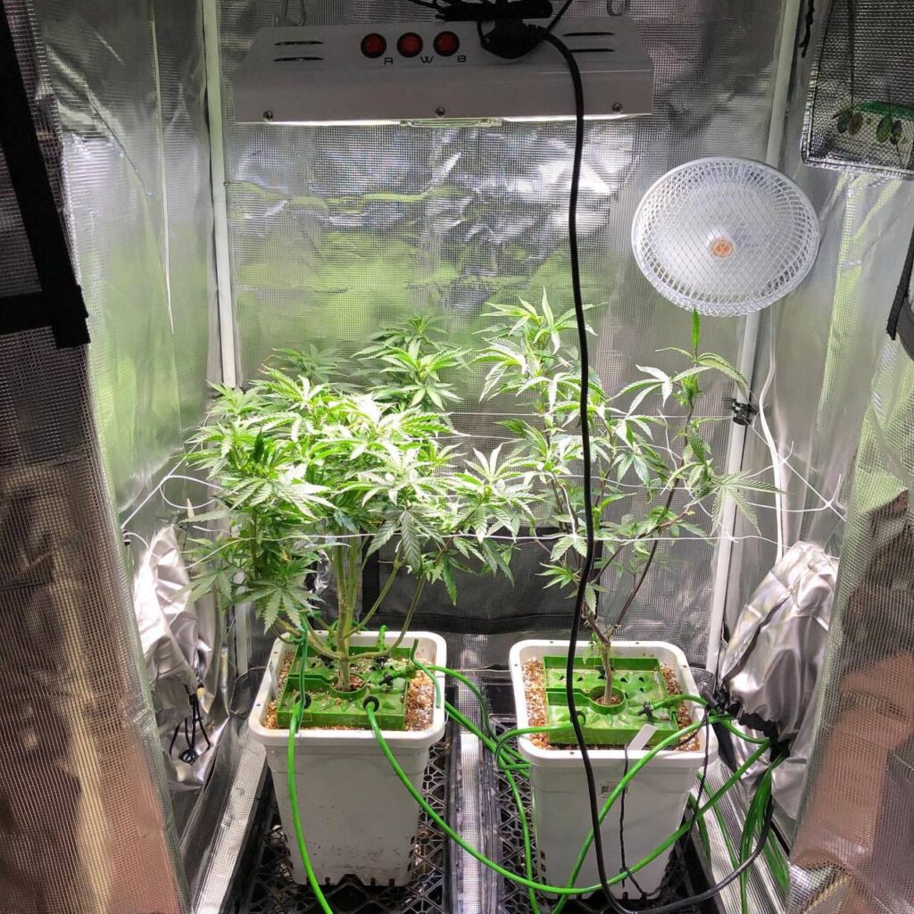 How to grow medical cannabis in a grow box