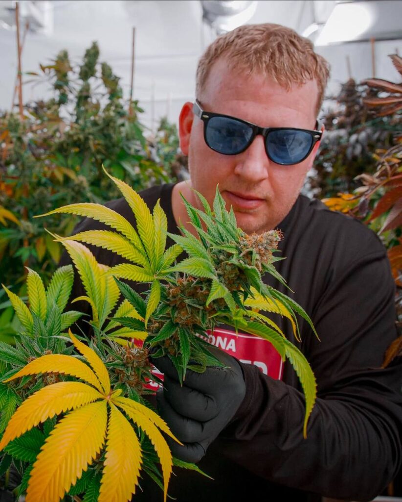 How to Harvest Cannabis Plants the Right Way