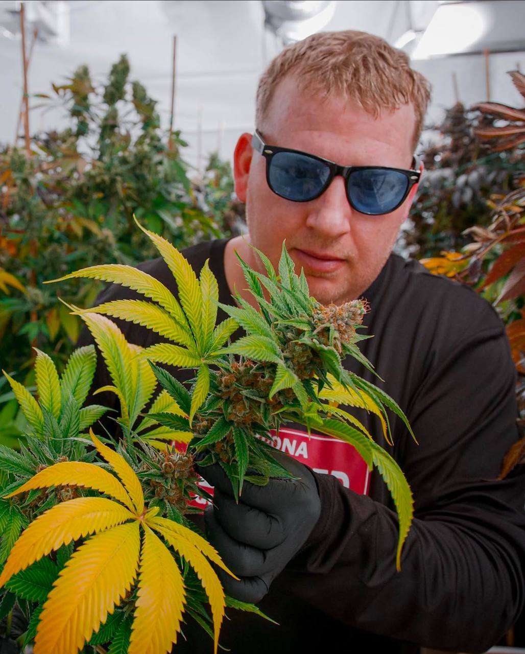 Want To Know How to Harvest Cannabis Plants Like a PRO?