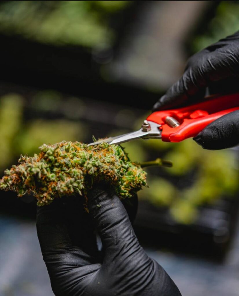 trimming cannabis with a scissors